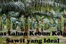 Berapa Luas Ideal Kebun Sawit? Skala Perorangan dan Perusahaan