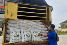 Penyaluran Pupuk Subsidi di Bengkulu Capai 44 Ribu Ton, Simak Rinciannya