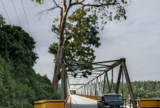 Hihii...Ngeri! Pohon Besar Dekat Jembatan Padang Guci Minta Korban