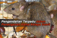 Pengendalian Terpadu dalam Penanganan Hama Kelapa Sawit