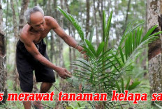 8 Tips Merawat Tanaman Kelapa Sawit   Bikin Hasil Panen Melimpah, Ini Caranya 