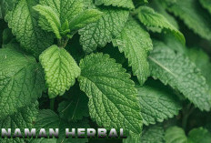 Masih Atasi Masuk Angin Pakai Obat Kimia, Jangan Ya Dek! Tanaman Herbal Ini Solusinya! 