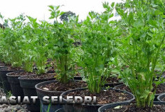 Khasiat Seledri  Cegah Penyakit Mematikan, Simak di Sini Penyakit Bisa Diatasinya!