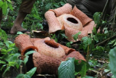 Dua Spesies Baru Rafflesia Hanya Mekar di Bengkulu, Salah Satu Ditemukan di Kaur, Namanya Keren