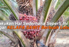 Lakukan Hal Sederhana Seperti Ini Agar Kelapa Sawit  Berbuah Lebat