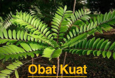 SUDAH TERBUKTI! Obat Kuat Alami Bercinta Untuk Pria, Warisan Nenek Moyang, Pasak Bumi Hingga Jahe Bikin