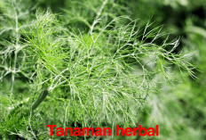 9 Tanaman Herbal Bisa Atasi Nyeri   Saat Haid, Dijamin Ampuh dan Aman!