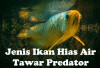 Tertarik Pelihara Ikan Hias Air Tawar Predator? Ini Jenis yang Bisa Dipelihara, Tapi Agresif!