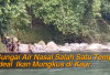 Sungai Air Nasal Salah Satu Tempat Ideal Ikan Mungkus di Kaur