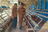 Produksi Telur Laris, BUMDes Batu Lungun Tambah 150 Ayam Petelur