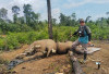 2 Gajah dan Seekor Harimau Mati, Koalisi:  PKH Oleh Gakkum Kemenhut di Hutan Seblat Setengah Hati