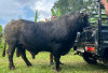Sapi Kurban Presiden dari Bengkulu Selatan Tembus 1 Ton, Peternak Pasar Manna Jadi Sorotan