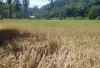 Dihantam Gelombang Pasang, 4 Ha Sawah Warga Tanjung Besar Terancam Gagal Panen