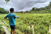 Sawah BBU dan BBI Diserang Wereng, Petani Kebingungan Cara Mengatasinya