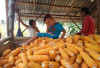 Terbesar se- Provinsi, Produksi Jagung di Bengkulu Selatan Tembus 16.565 Ton per Tahun