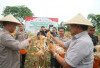 Polda Bengkulu dan Forkopimda Panen Raya Jagung di Lapangan Golf, Dorong Ketahanan Pangan Daerah