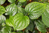 Daun Sirih Tanaman Herbal Ajaib, Ternyata   Manfaatnya Untuk Wajah Memukau Lho!