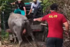Baru Dua Desa Satgas Ternak Bergerak,  190 Pemdes Masih Abaikan SE Bupati!