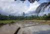 MANTAP! 5.000 Hektare Sawah di Bengkulu Selatan Terima Bantuan Benih Padi Ciherang Gratis