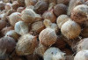 Harga Kelapa Tua di Nasal Anjlok, Petani Keluhkan Penurunan Pendapatan