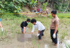Remaja Kayu Kunyit yang Sempat Hilang Ditemukan Tak Bernyawa di Sawah, ini Kronologis Lengkapnya