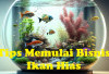 Tertarik Memulai Bisnis Ikan Hias, Simak Kelebihan dan Tipsnya di Sini!