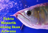 Dinilai Membawa Keberuntungan, Inilah Fakta Menarik tentang Ikan Arwana