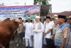 Pastikan Penyembelihan Sapi Kurban Presiden Berjalan Higienis, Ini Tindakan Pemprov Bengkulu