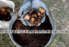 Jangan Khawatir untuk Mengatasi Sampah Organik, Berikut Hewan Pengurai Sampah Organik